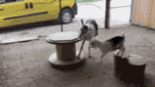 goat spin goat spin