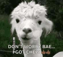 Llama Chewing GIF - Llama Chewing Hungry GIFs