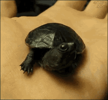 turtle turtle
