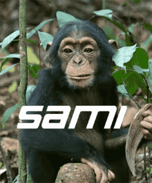 Bandar Sami GIF - Bandar Sami Monkey GIFs
