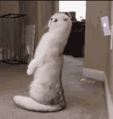 Cat Leaning GIF - Cat Leaning Curious GIFs