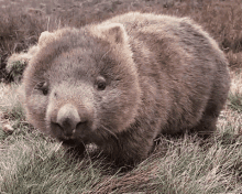 Wombat Eat GIF - Wombat Eat Hungry GIFs