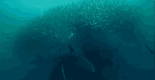 Nom GIF - Whale Underwater Animals GIFs