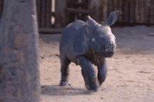 Cute Baby Rhino Rhinoceros GIF - Cute Baby Rhino Rhinoceros Running GIFs