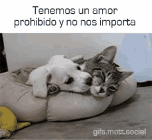 prohibido amor