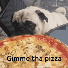 Yum Pizza GIF - Yum Pizza Pug GIFs