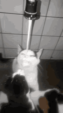 Milk Cat GIF - Milk Cat Melk GIFs