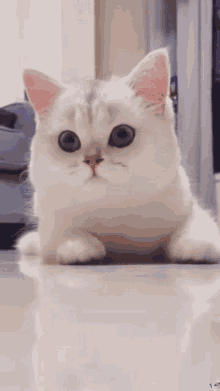 Cat Smiling GIF - Cat Smiling Happy GIFs