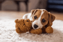 Cute Dogs GIF - Cute Dogs GIFs