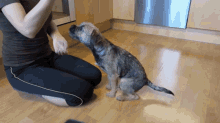 do border terriers make good pets