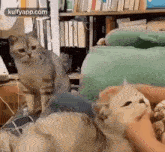 Red Zone People Watching Others Shop Online.Gif GIF - Red Zone People Watching Others Shop Online Lockdown Cat GIFs