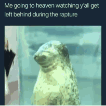 Rapture Seal GIF - Rapture Seal Going To Heaven GIFs