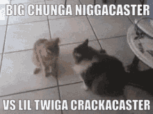 big chunga niggacaster lil twiga crackacaster kitty cat cute kitty