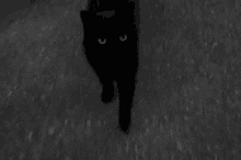 Little Black Cat Kitten GIF - Little Black Cat Cat Black Cat GIFs