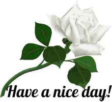 Have A Nice Day White Flower GIF - Have A Nice Day White Flower GIFs