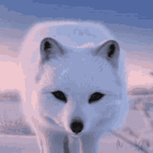 Arctic Fox Snow Fox GIF - Arctic Fox Snow Fox Fox GIFs