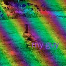 My Guy Chillin Duck Grass Rainbow Purple Text Mallard GIF - My Guy Chillin Duck Grass Rainbow Purple Text Mallard GIFs