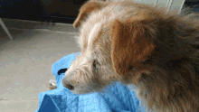 eatdog biscuit luckycciolo luckycciolin puppy eatdog biscuit luckycciolo luckycciolin puppy