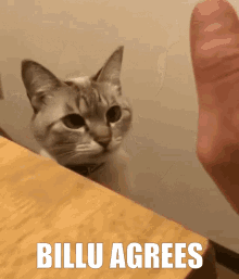 Billu Billu Agrees GIF - Billu Billu Agrees Cat Agree GIFs