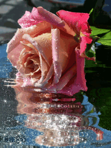 Red Pink Rose Pink Water Rose GIF - Red Pink Rose Pink Water Rose GIFs