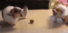 Cute Dog Fight GIF - Cute Dog Fight Bark GIFs