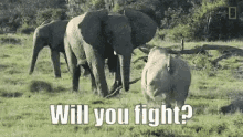 elephant rhino fight spar nat geo