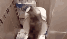 Cat Fail GIF - Cat Fail Toilet GIFs