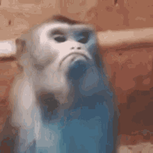 Mad Monkey Sassy GIF - Mad Monkey Mad Monkey GIFs