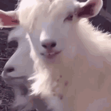Sheep Animal GIF - Sheep Animal Fun Pet GIFs