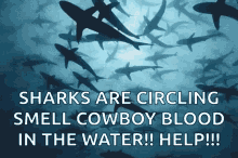 Sharks Swimming GIF - Sharks Swimming Shark GIFs