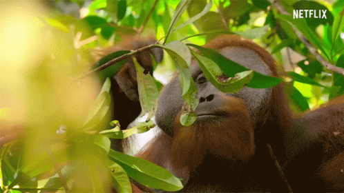 orangutan-watching.gif