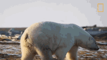 Sniffing United States Of Animals GIF - Sniffing United States Of Animals Polar Bear GIFs