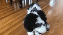 Cocothedog Dogecoin GIF - Cocothedog Coco Dogecoin GIFs