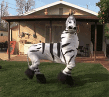 Zebra Groupies GIF - Zebra Costume Running Man Running Zebra GIFs