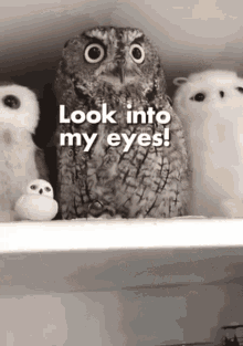 Look Look Into My Eyes GIF - Look Look Into My Eyes Look Closely GIFs