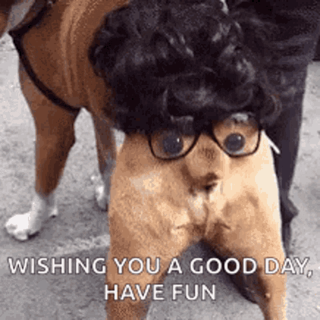Pohyblivá animace se záběrem na ocásek psa, ozdobený brýlemi a parukou s přáním hezkého a zábavného dne.