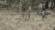 Punch Kangaroo GIF - Punch Kangaroo Boxing GIFs