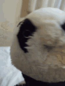 Panda Sasi GIF - Panda Sasi Oğuz GIFs