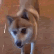 Sunday Excited GIF - Sunday Excited Doge GIFs