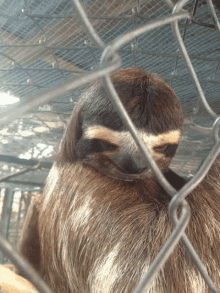 Sloth Seduction GIF - Hey Baby Hey Hey There GIFs