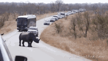 animal rhino traffic