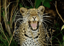 jaguar roar big cats ferocious wild animal