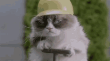 Exploding Time! - Grumpy Cat GIF - Grumpy Cat Tarder Sauce Tarder The Cat GIFs