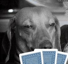 poker face pokerface lady gaga dog