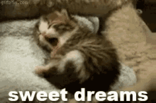 Kitten Sweet Dreams GIF - Kitten Sweet Dreams Sleep GIFs
