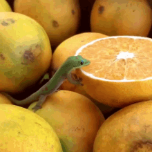 frogkook lizard lemon daily dose of internet frogkook lizard lemon daily dose of internet