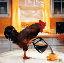 morning rooster coffee