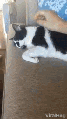 Never Wake Up A Sleeping Cat Startled GIF - Never Wake Up A Sleeping Cat Startled Alarm GIFs