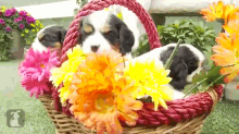 They'Re Prettier Than The Flowers! GIF - Pup Pupper Basket GIFs