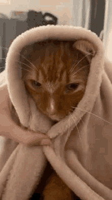 Gato Ginger GIF - Gato Ginger Cat GIFs